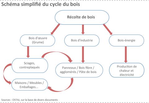 Cycle de bois